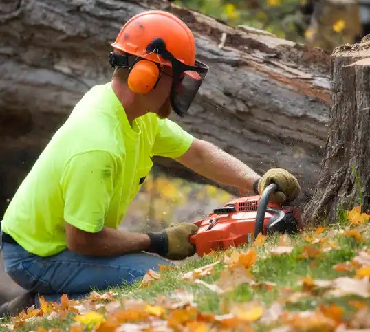 tree services Braddock Heights